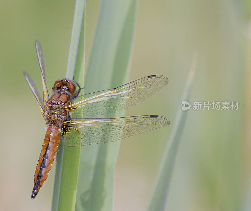 蓝色追逐蜻蜓(Libellula fulva)雌性